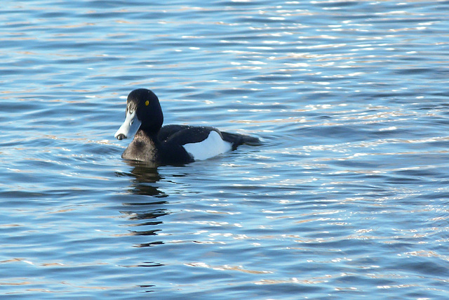 Tufted Duck