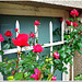 Roses out of season - HFF