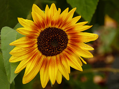 Cheery sunflower