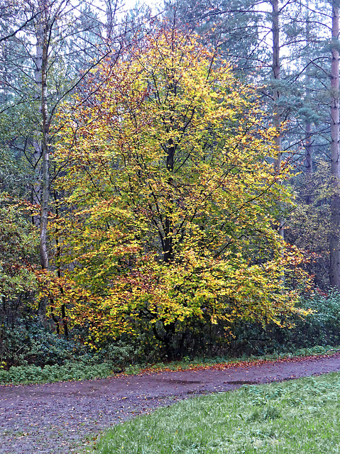 Autumn colour among the firs