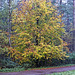 Autumn colour among the firs