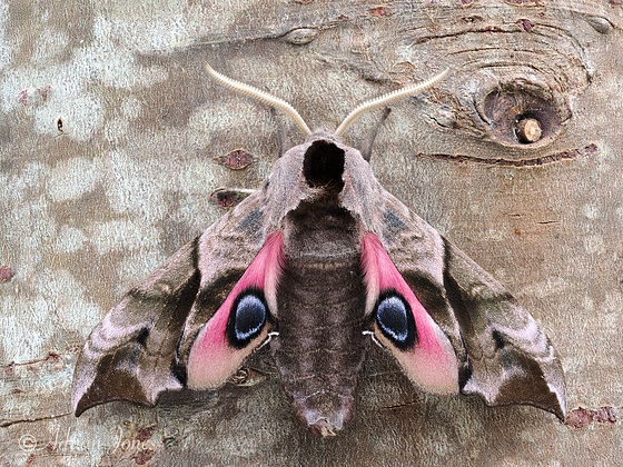 Eyed Hawk Moth (Smerinthus ocellatus)