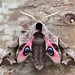 Eyed Hawk Moth (Smerinthus ocellatus)