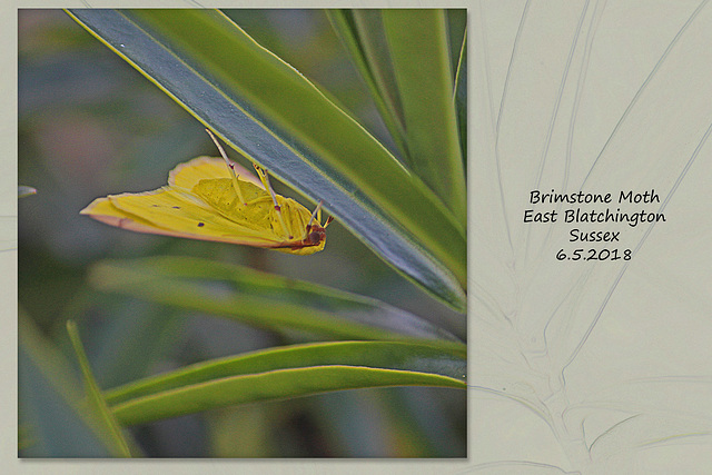 Brimstone moth E Blatchington 5 6 2018