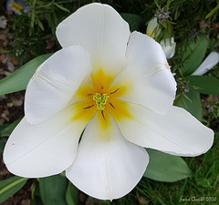 Last of my tulips :-(