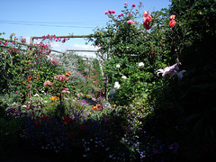 Mum's garden again. HFF everyone!!