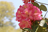 Rhododendron Festival 5