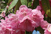 Rhododendron Festival 4
