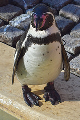 Ein Pinguin