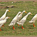 canards au pas de L'oie, ducks at a walking pace of The goose