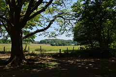Woodland view