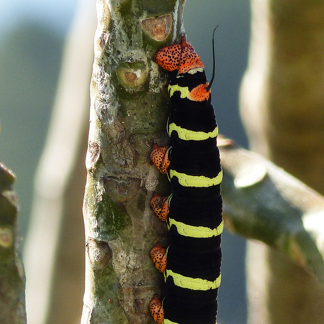 caterpillar of tetrio sphinx moth / pseudosphinx tetrio, tobago