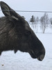 pensive moose