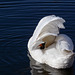Sidney the (Mute) Swan