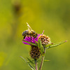 Honey Bee on Thistle 07