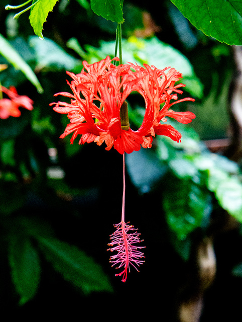 Tropical flower (1)