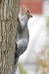 Squirrel on tree 1