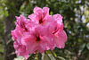 Rhododendron Festival 2