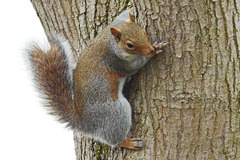 Squirrel on tree 2