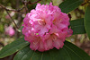 Rhododendron Festival 1