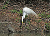 Great Egret and a Turtle