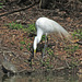Great Egret and a Turtle