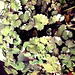 Variegated ground ivy