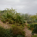 Israel, Eilat, Tropical Site in the Botanical Garden