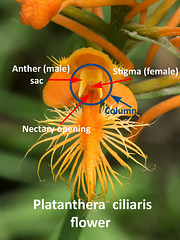 Platanthera ciliaris flower details