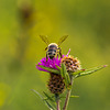 Honey Bee on Thistle 10