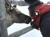 “I kissed a moose, I liked it”