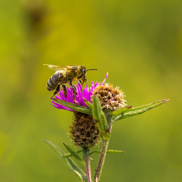 Honey Bee on Thistle 11