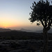 Sunset at Jebel Shams with olivetree.