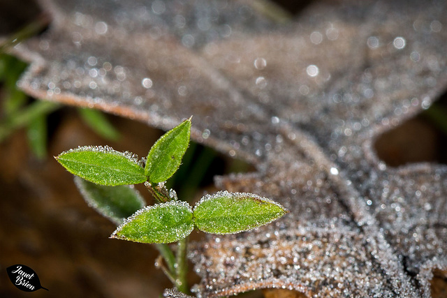 Pictures for Pam, Day 67: Macro Monday: Tiny Frosty Leaves