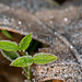 Pictures for Pam, Day 67: Macro Monday: Tiny Frosty Leaves