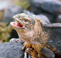 A big smile from a land iguana in Galápagos with 1 PIP