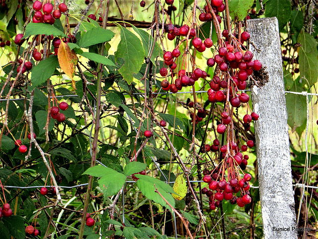 Berries On Fence