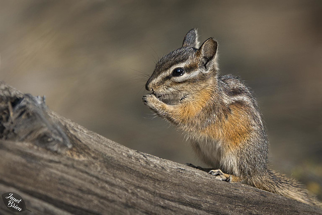 Adorable Chipmunk at LaPine State Park (+6 insets)