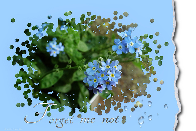 forget-me-not ツ