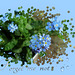 forget-me-not ツ