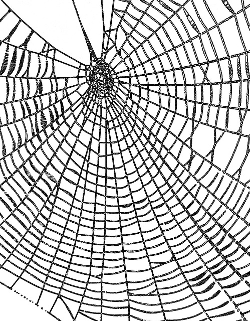 spiders web 1