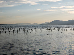 Lac de Neuchâtel - reserve naturelle