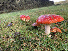 Fly Agaric at Swineshaw Reservoir
