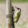 Der müde Blick eines Grünspechts - The tired eye of a green woodpecker