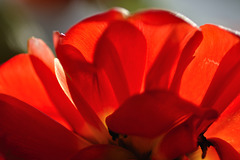 rote Tulpen aus...