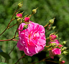 Pink Rose and Buds