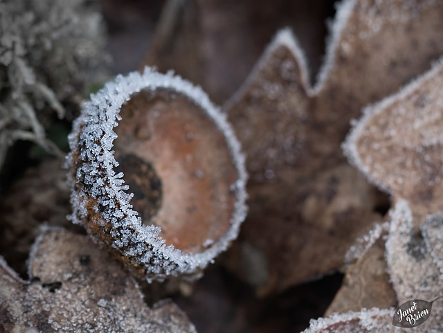 Pictures for Pam, Day 44: Frosted Acorn