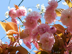 Sakura ou prunus...