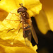 IMG 1487Hoverfly