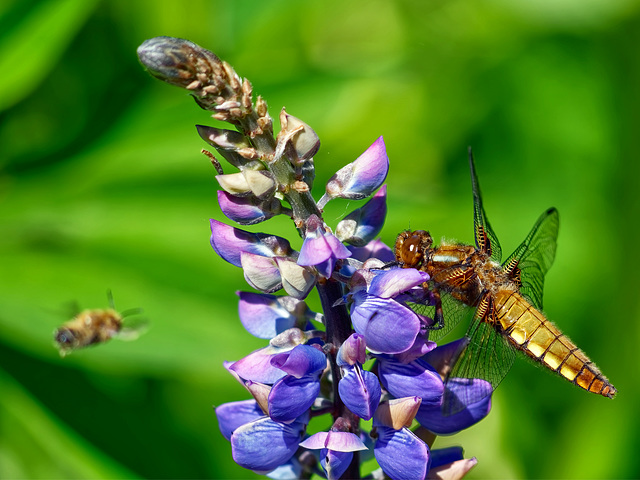 Libellula depressa (PiP)